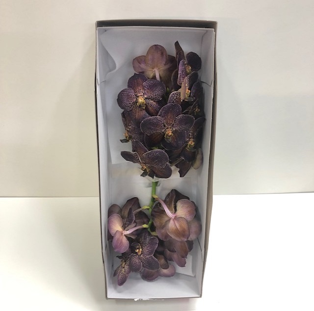 Vanda sunanda chocolate brown.jpg